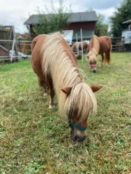 Zwei Ponys stehen auf einer Wiese und fressen Gras. Im Hintergrund sieht man einen Stall und Bäume.