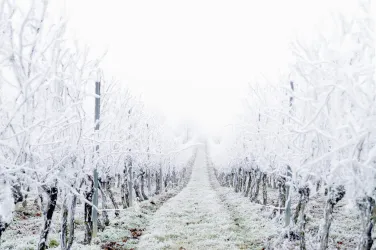 Weinberg_Schnee (© Schmidtburger Hof)