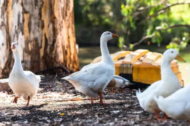 Gans (© Schmidtburger Hof)