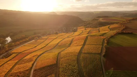 Weinberg_Oben_Herbst(3)