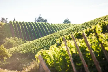 Weinland Nahe