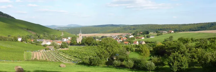 Eine malerische Landschaft mit sanften Hügeln und Weinbergen. Im Hintergrund ist ein kleines Dorf mit einer Kirche zu sehen.