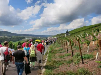 Eine Gruppe von Menschen wandert auf einem Weg durch Weinberge. Der Himmel ist teilweise bewölkt, und im Hintergrund sind sanfte Hügel zu sehen.
