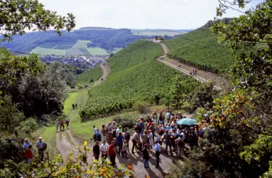 Eine Gruppe von Menschen steht auf einem Weinbergweg mit grünen Weinreben und sanften Hügeln im Hintergrund. Die Landschaft ist malerisch und bietet einen schönen Ausblick.