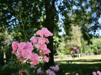 Roseninsel
