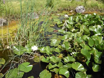 Teich