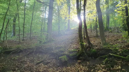Sonnenstrahlen im Morgendunst