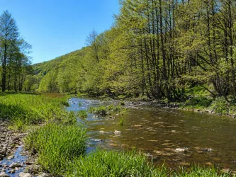 Ein ruhiger Fluss fließt durch eine grüne Landschaft mit vielen Bäumen. Der Himmel ist klar und blau.