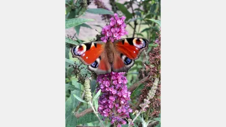 Ein Schmetterling sitzt auf einer lila Blüte. Die Flügel des Schmetterlings sind bunt und auffällig.