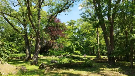 Ein grüner Wald mit hohen Bäumen und viel frischer Vegetation. Die Sonne scheint und schafft eine angenehme Atmosphäre.