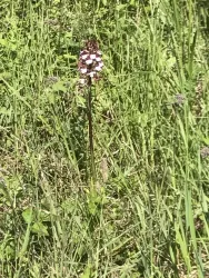 Orchideenwanderwege in Odernheim und Rehborn