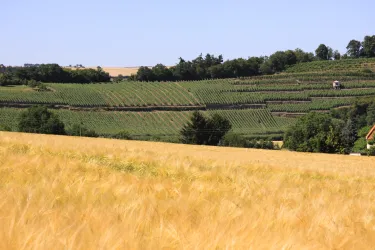 Weinbergblick von Odernheim