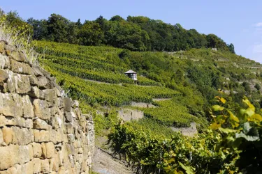 Weinberg Disibodenberg2 (© Meisenheimer Hof)