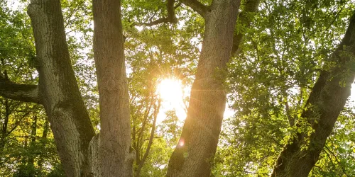 Ein sonniger Wald mit großen Bäumen. Das Licht scheint durch die Blätter hindurch und sorgt für eine friedliche Atmosphäre.