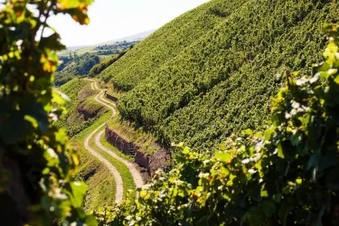 Weinland Nahe (© Weinland-Nahe)