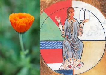 Eine leuchtend orangefarbene Blume steht in voller Blüte. Daneben ist ein mittelalterliches Bild einer sitzenden Figur mit einem Buch in der Hand zu sehen.