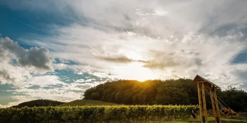 Schönste Weinsicht_Panorama (© 3timeKate)