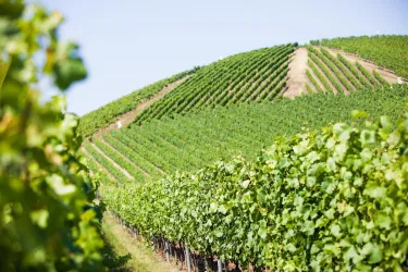 Weinland Nahe