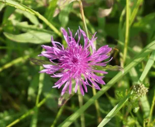 Eine hübsche lila Blume steht im grünen Gras. Die Blüte hat viele zarte Blütenblätter und strahlt in der Sonne.