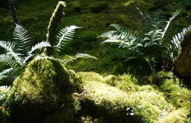 Eine grüne Landschaft mit Moos und Farnen. Sanftes Licht fällt auf das dichte, üppige Pflanzenleben.