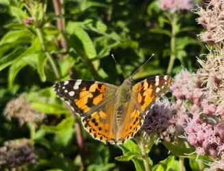 Ein bunter Schmetterling sitzt auf einer Blüte. Die Flügel sind orange und schwarz mit weißen Punkten.