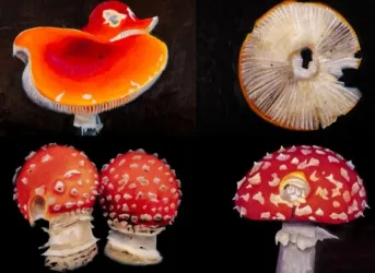 Eine Sammlung von Pilzen mit leuchtenden Farben. Zu sehen sind verschiedene Arten, darunter rot gefleckte und orangefarbene.