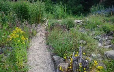 Ein schmaler Pfad führt durch ein wildblühendes, grünes Gelände. Bunte Blumen und Sträucher umgeben den Weg.