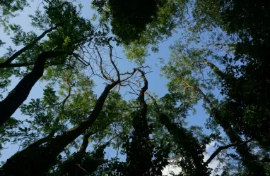 Ein Blick nach oben durch die Baumkronen im Wald. Der Himmel ist klar und blau, umgeben von grünen Blättern.