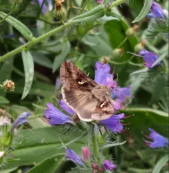 Ein Schmetterling sitzt auf lila Blüten. Die Umgebung ist grün und blühend.