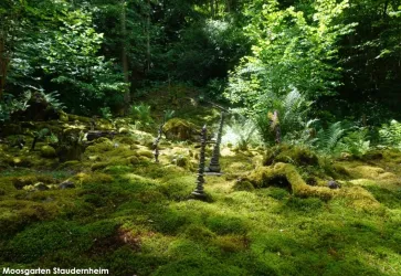 Eine grüne, moosbedeckte Fläche im Wald mit einigen Pflanzenelementen im Hintergrund. Die Szene ist von hellem Licht durchflutet und strahlt Ruhe aus.