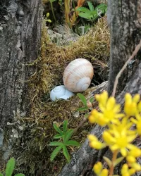 Zwei Schnecken, eine braune und eine weiße, ruhen auf moosbedecktem Boden. Um sie herum wachsen grüne Pflanzen und gelbe Blumen.