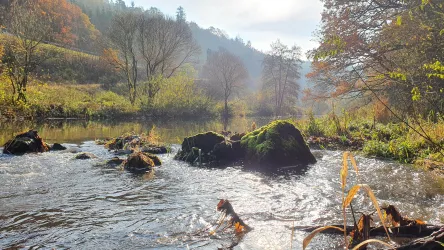 Ein malerischer Fluss mit sanft fließendem Wasser und einigen großen Felsen. Im Hintergrund sind grüne Bäume und Nebel zu sehen, was eine ruhige Atmosphäre schafft.