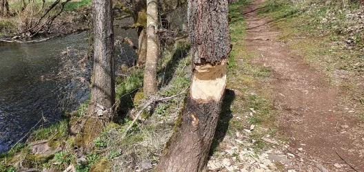 Eindeutige Spuren eines Bibers an einem Baumstamm am Ufer der Nahe. Im Hintergrund ist ein schmaler Pfad der Traumschleife Gräfin Loretta und weiteres Grün sichtbar.
