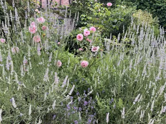 Lavendel und Rosen