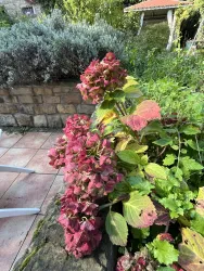 Hortensien und Lavendel