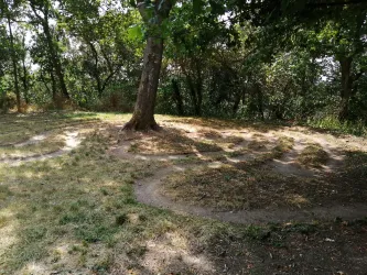 Ein ruhiger, teilweise schattiger Baum in einer grünen Umgebung. Der Boden zeigt sanfte, geschwungene Linien.