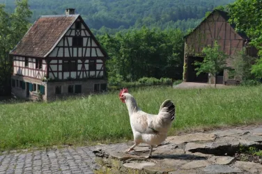 Ferienprogramm - Huhn im Gelände (© Rh.-Pf. Freilichtmuseum)