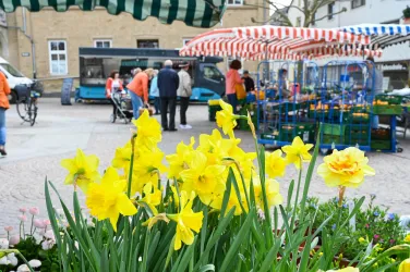 Bunte Narzissen blühen in einem Marktbereich. Im Hintergrund stehen Menschen und bunte Marktstände.