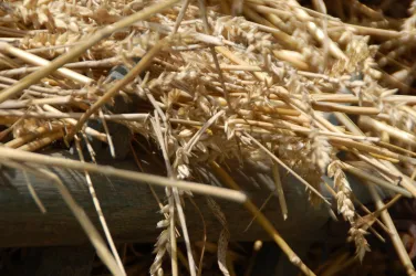 DSC_2554 (© Rheinl.Pf.Freilichtmuseum)