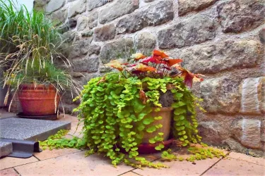 Eine Pflanze mit üppigem, hängendem Grün in einem Blumentopf steht vor einer Steinmauer. Daneben sind weitere Töpfe mit Gras und anderen Pflanzen.