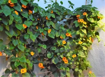 Eine grüne Wand mit üppigem Blattwerk und leuchtend orangefarbenen Blumen. Die Pflanzen wachsen dicht und verleihen dem Raum eine frische Atmosphäre.