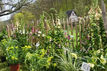 Garten- und Pflanzenmarkt in historischem Ambiente