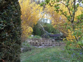 Ein schöner Garten mit leuchtend gelben Bäumen und grüner Wiese. Im Hintergrund ist eine Steinmauer zu sehen.
