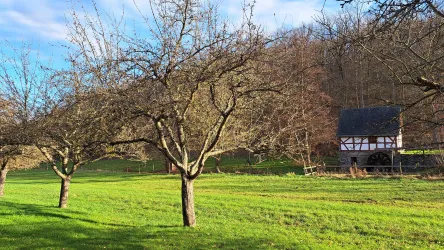 Kurs Obstbaumschnitt