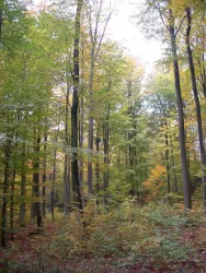 Wald