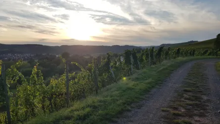 Im Weinberg mit Blick auf Merxheim