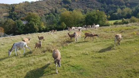 Dammwild am Dorfrand