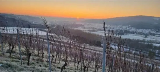 so schön im Weinberg