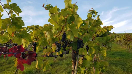 Die Weinlese steht an