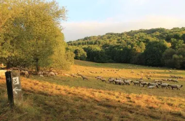 Schafweide am Preußensteig (© FVZV Pfälzer Bergland)
